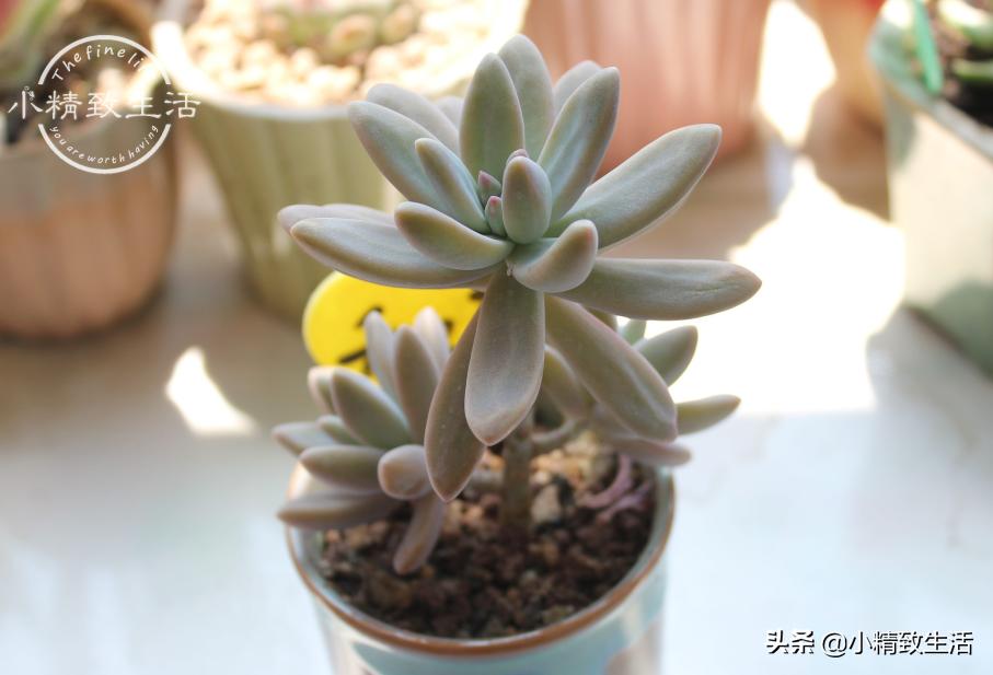 多肉歪长什么原因,多肉长歪