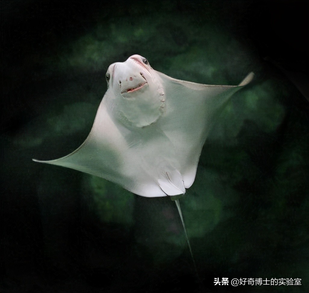 撸过猫撸过狗但你撸过“鱼”吗?