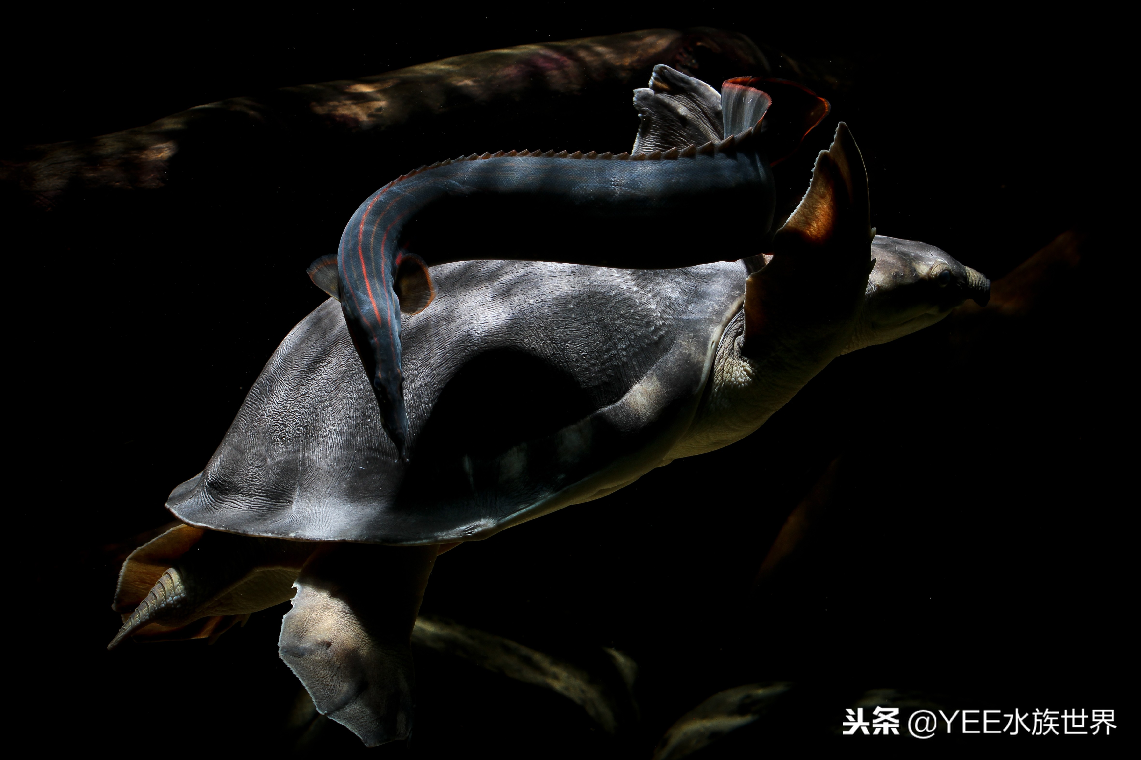 龟和鱼混养能和平相处么,鱼和龟怎么混养