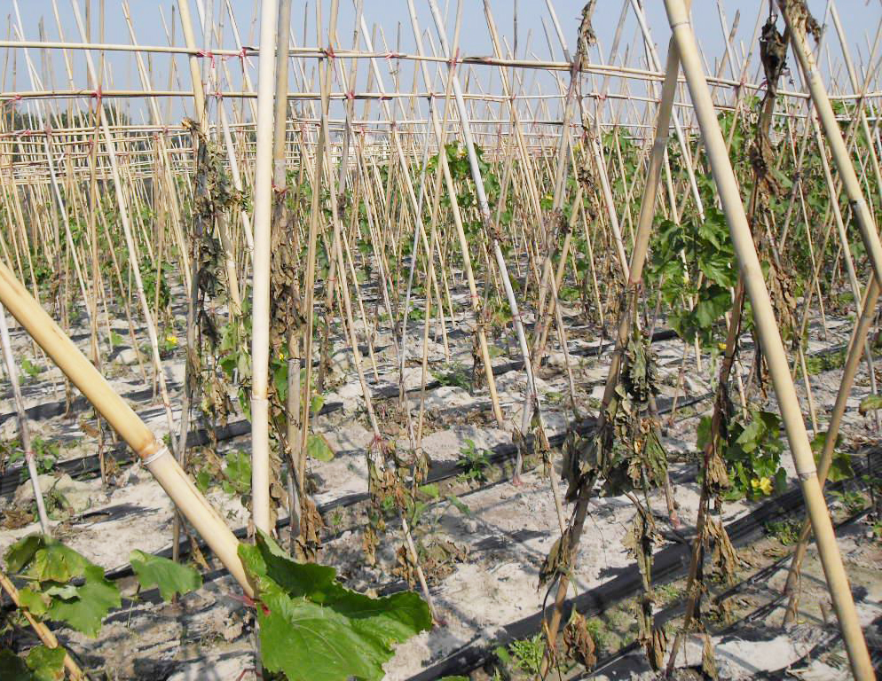 黄瓜苗打蔫是什么原因怎样防治,黄瓜整株萎蔫是怎么回事