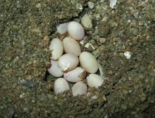 一个神奇的物种既会下蛋又会生仔,科学家发现的奇妙物种