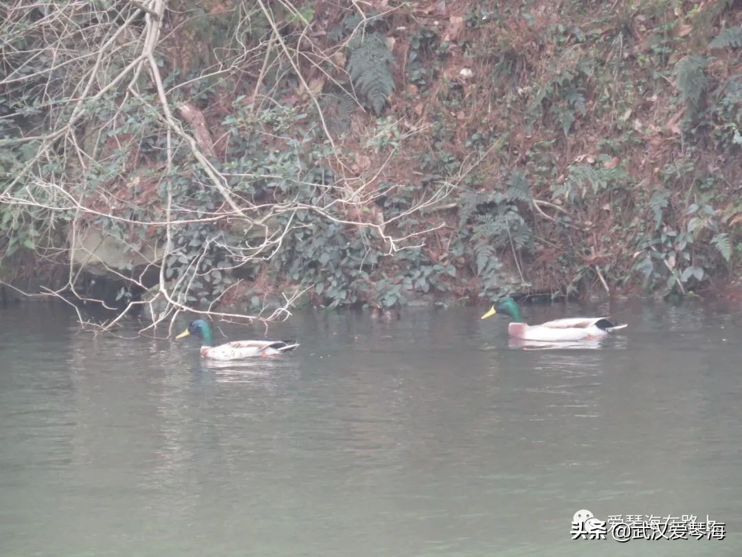 清凉寨樱花烂漫,清凉寨野景