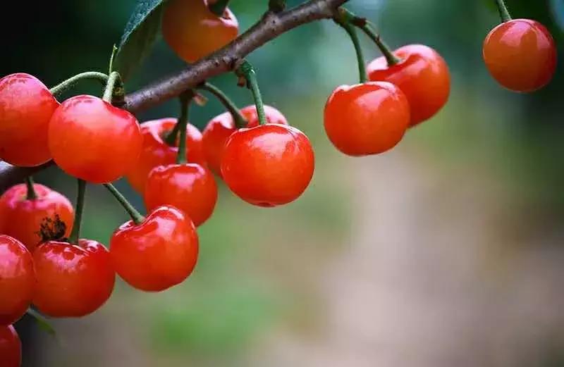 宁波横溪樱桃采摘,宁波周边樱桃采摘