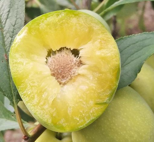 云南青脆李如何吃,四川李子脱骨青脆李怎么吃