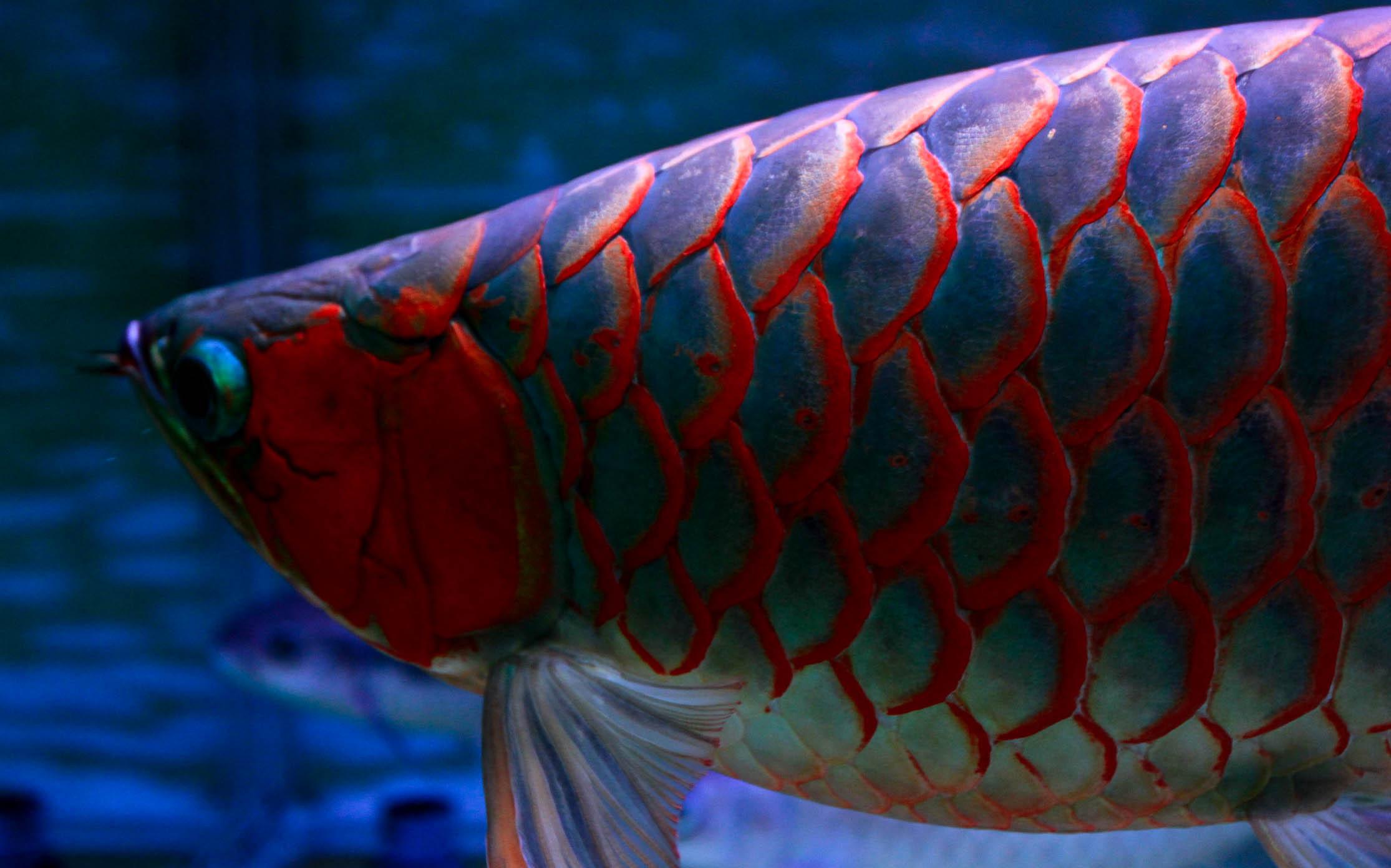 龙鱼受惊拒食趴缸,龙鱼趴缸拒食的原因和解决方法