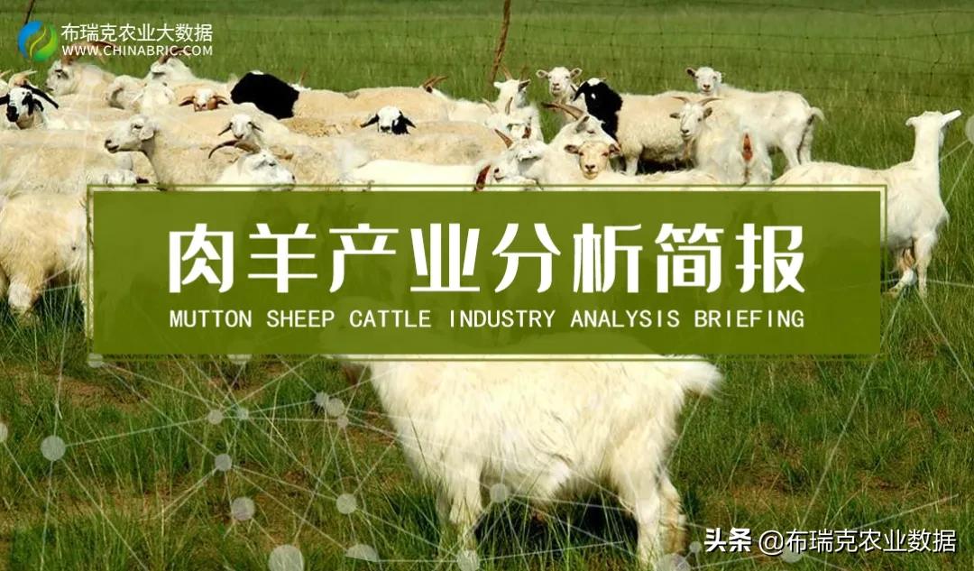 中国肉羊市场分析报告,羊产业动态分析报告