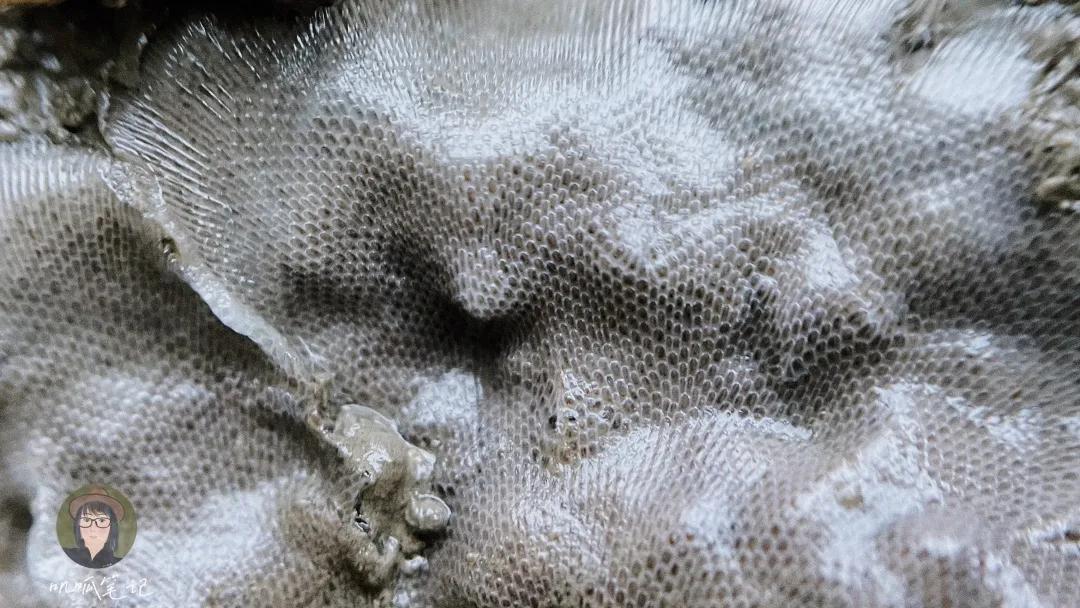 鼓浪屿赶海抓虫,鼓浪屿赶海佛手螺