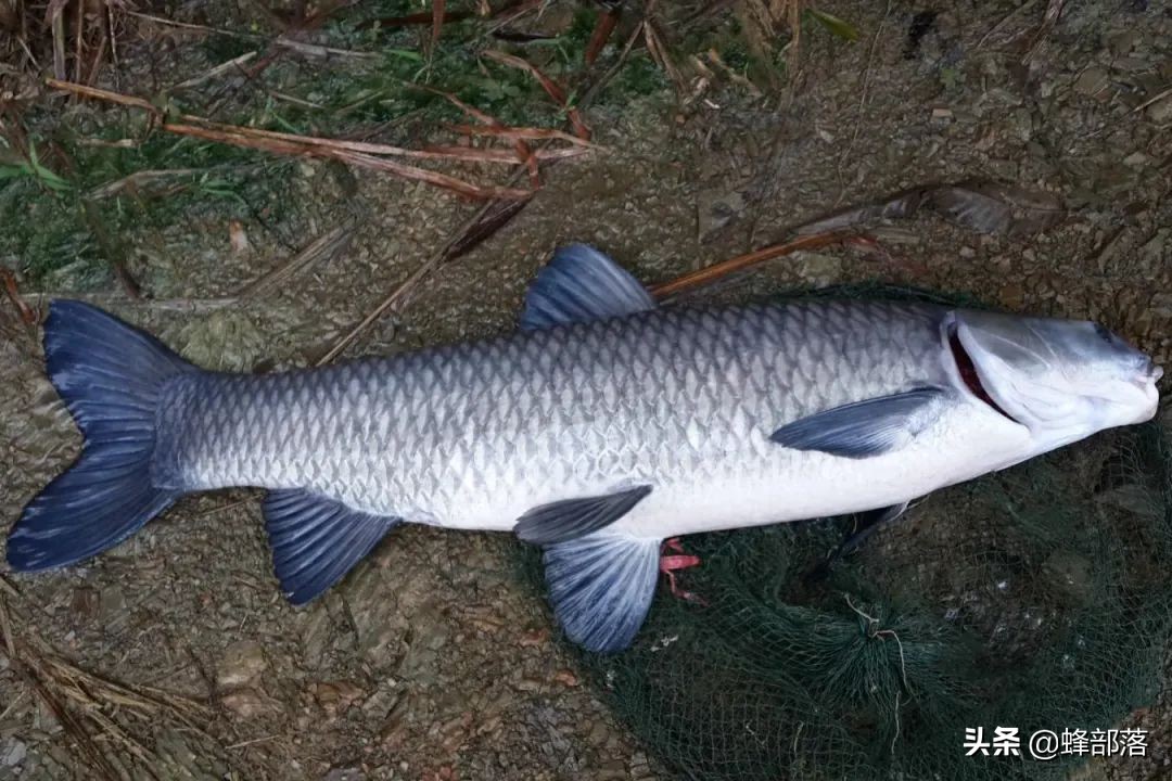 养殖什么小型鱼能赚钱,2021年鱼塘养殖什么鱼最赚钱呢