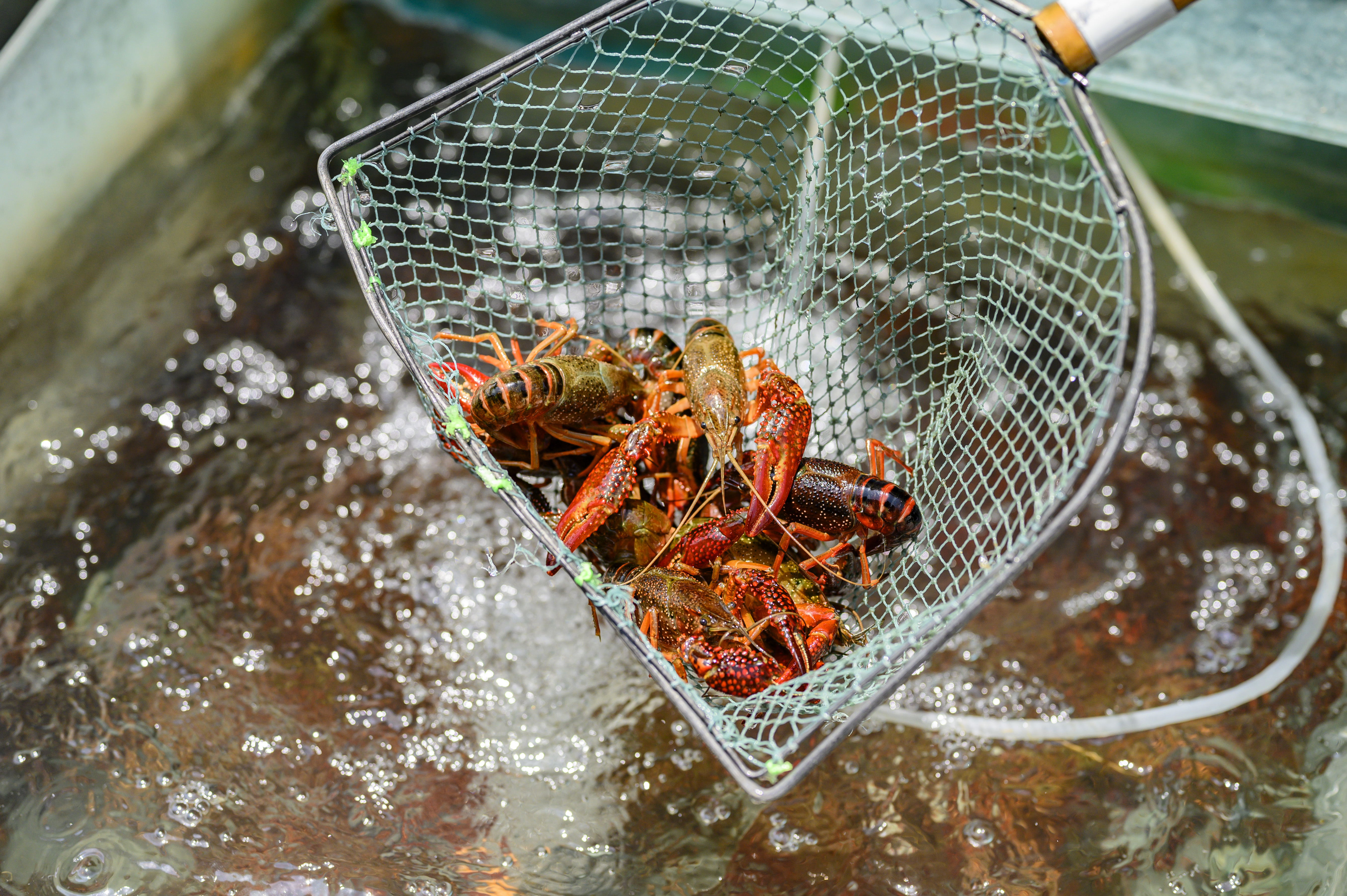 江苏金湖县小龙虾,江苏金湖小龙虾