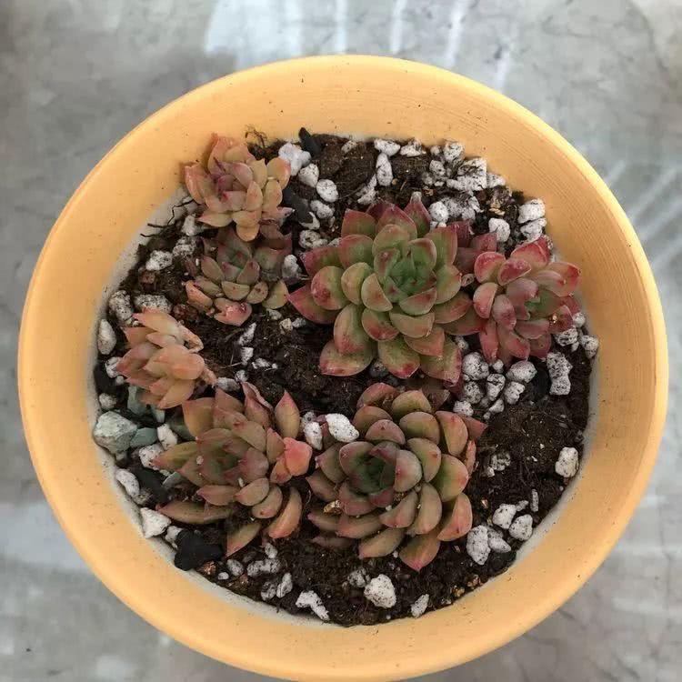 新手小白入坑多肉必看攻略,多肉新手入坑必备指南