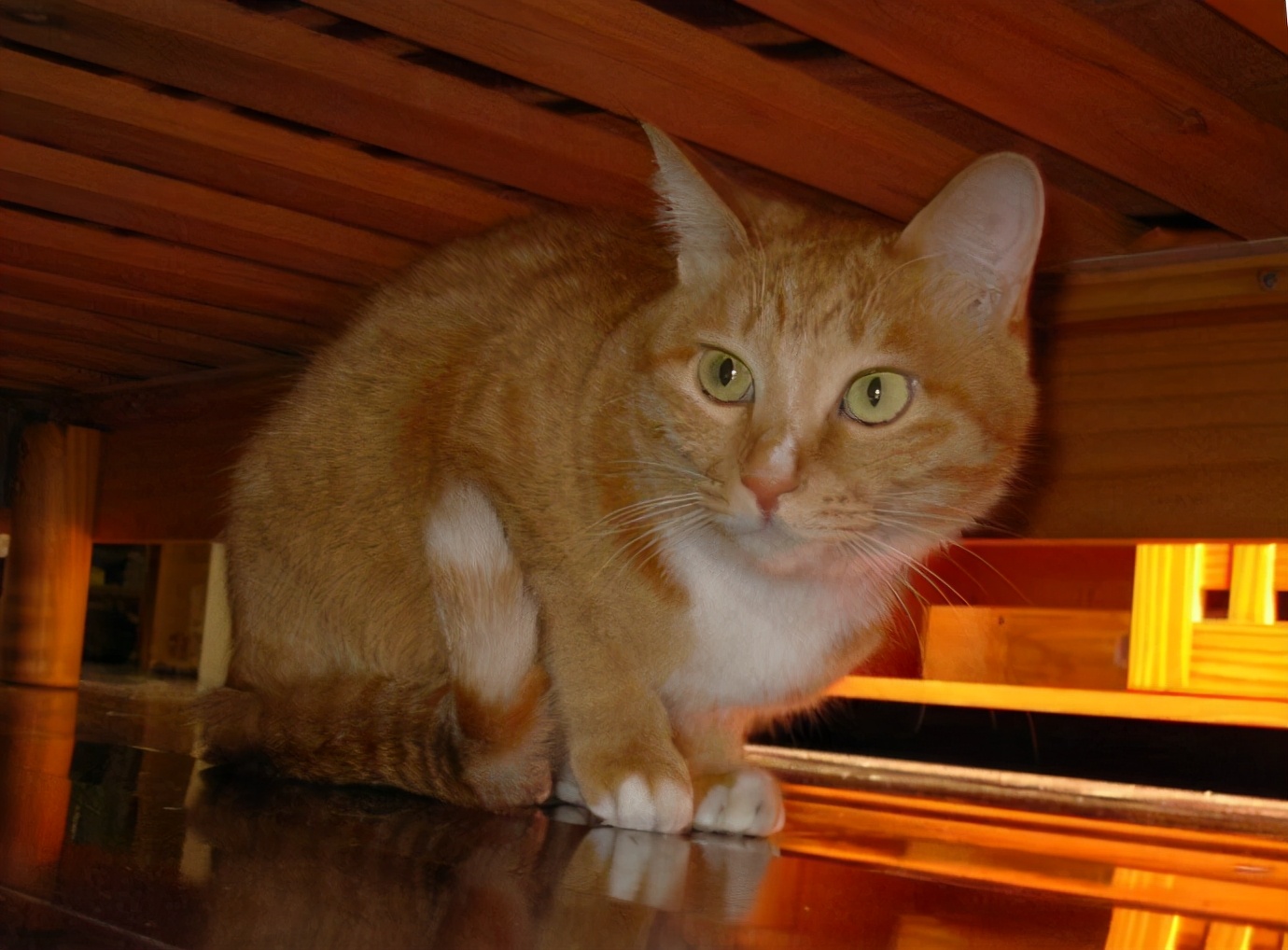 心疼猫咪怎么办,猫咪躲在床底下不肯出来怎么办