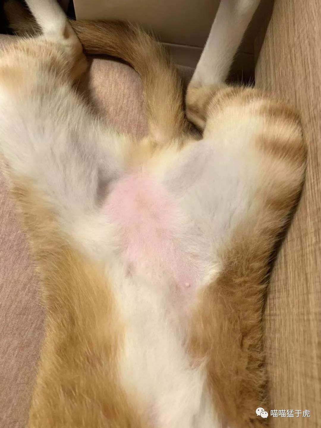 治疗猫咪抑郁症的四个方法图,猫抑郁的最佳治疗方法