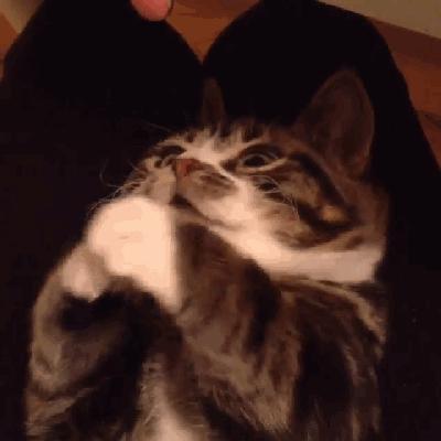 猫兄妹可爱视频,矮脚猫兄妹