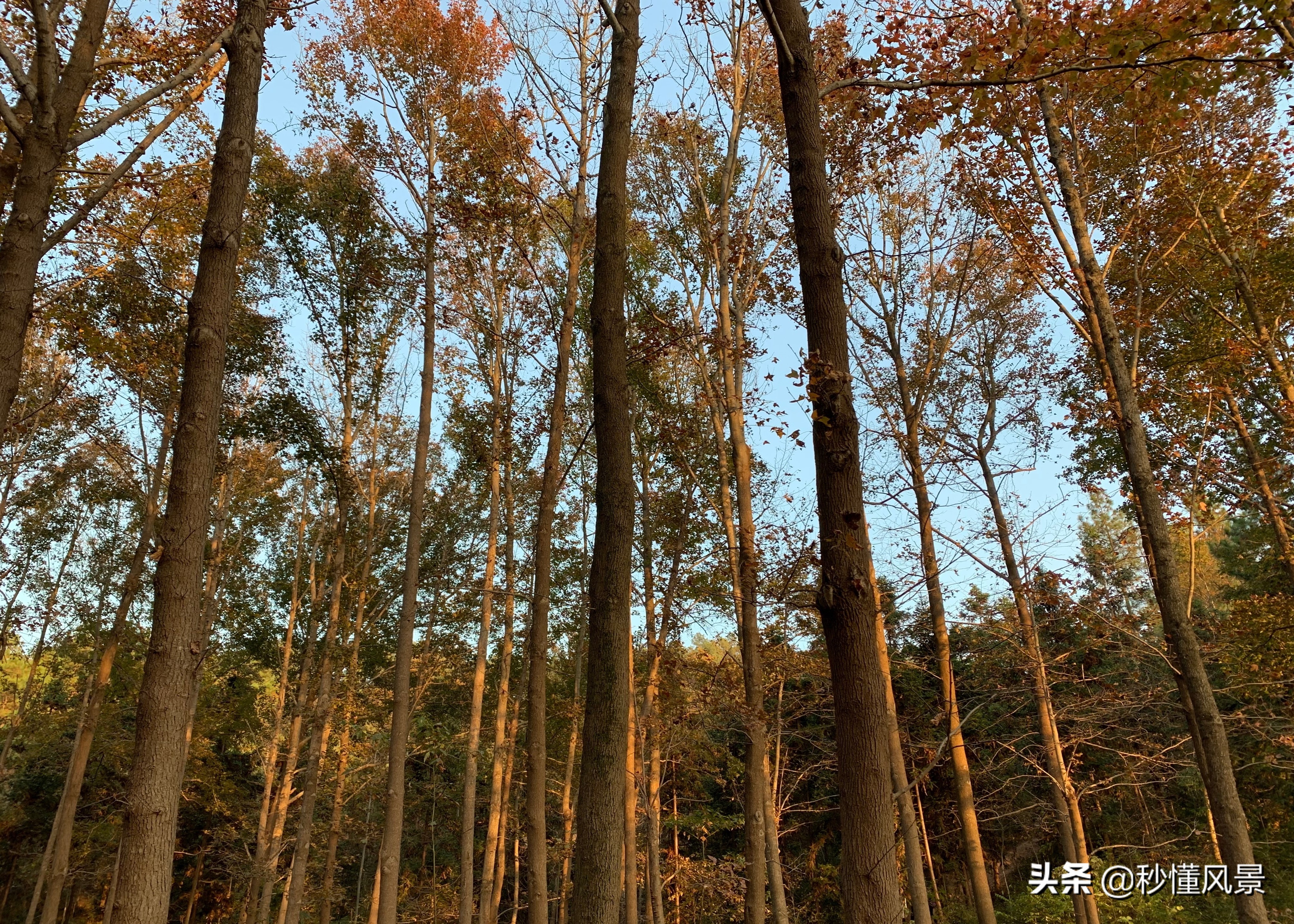 杭州，也有一个“九寨沟”，它依山傍水而且能感受一叶知秋的美丽