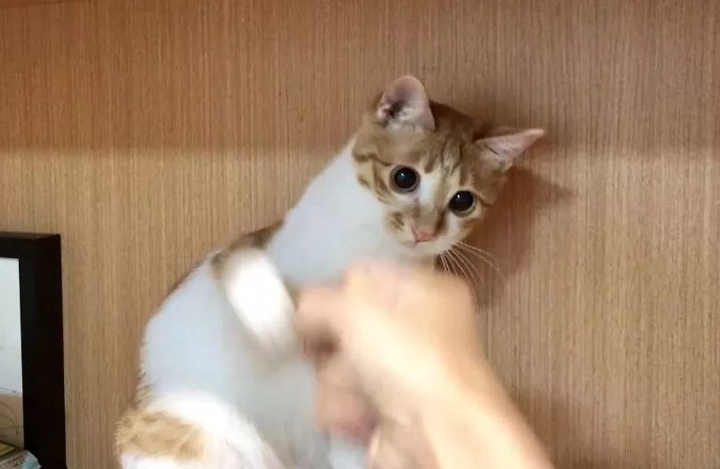 猫窝倒扣闷死猫事件,猫窝导致宠物窒息