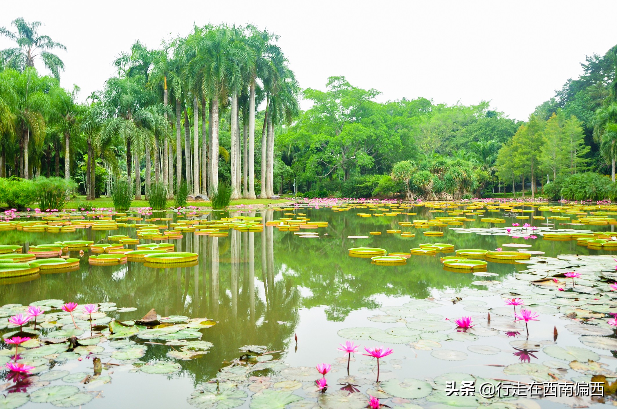 西双版纳五树六花景点,西双版纳都有哪些开花的树