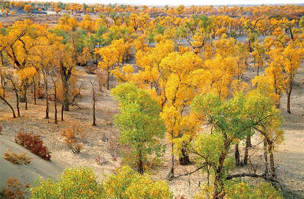 涨知识地理常识之中国五大盆地,地理四大盆地记忆