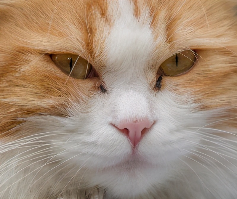 猫咪冻干吃多了上火了的症状,猫咪眼睛上火滴什么眼药水