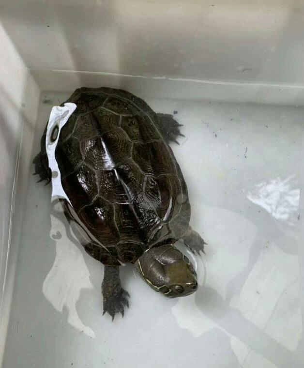 新手养龟推荐养什么龟,养龟最容易入手的龟