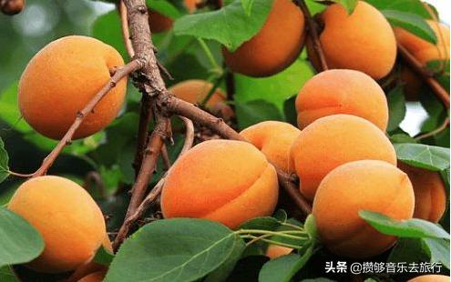 汶川三宝有哪些,汶川三宝市场枇杷