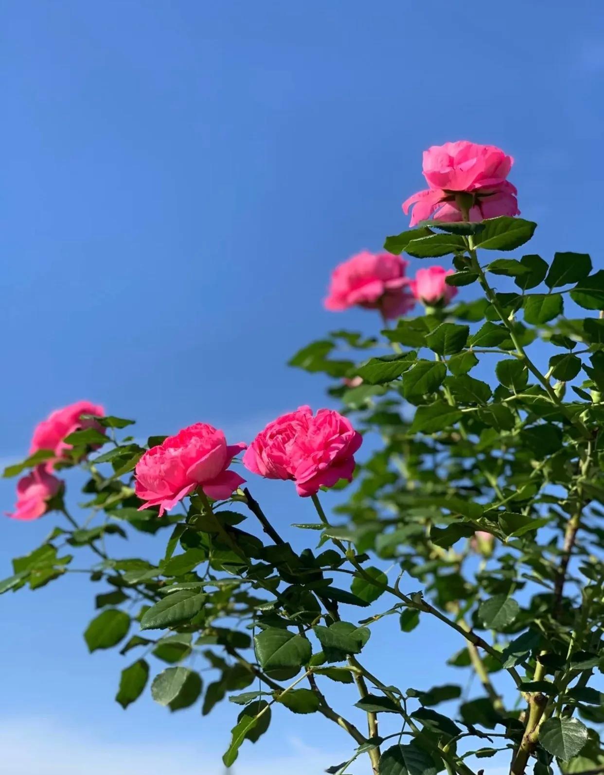 春天时候的蔻丹,长在我心尖尖上,蔻丹添妩媚,罗珮绕朦胧