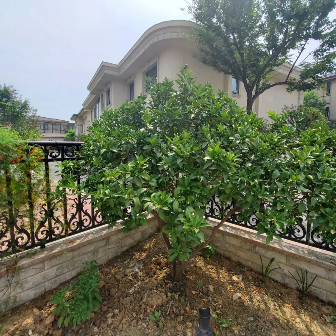 无锡江阴美丽田园,庭院深深美如画