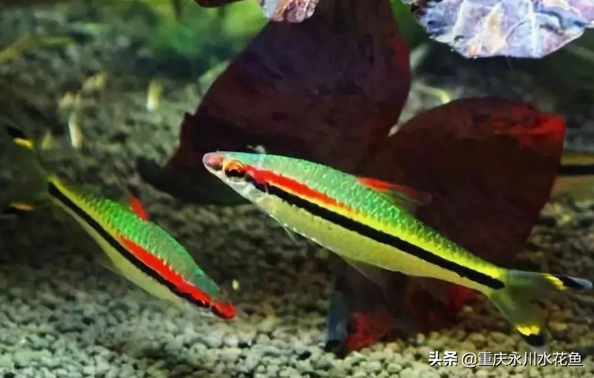 十种最漂亮的观赏鱼视频播放,观赏鱼60条