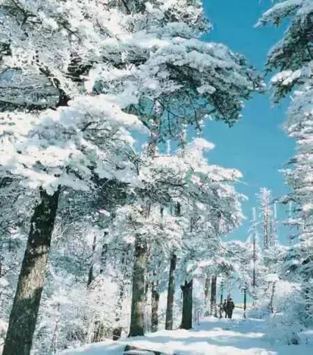 冲着金顶去峨眉山，最后跪着给这10个景点打五星