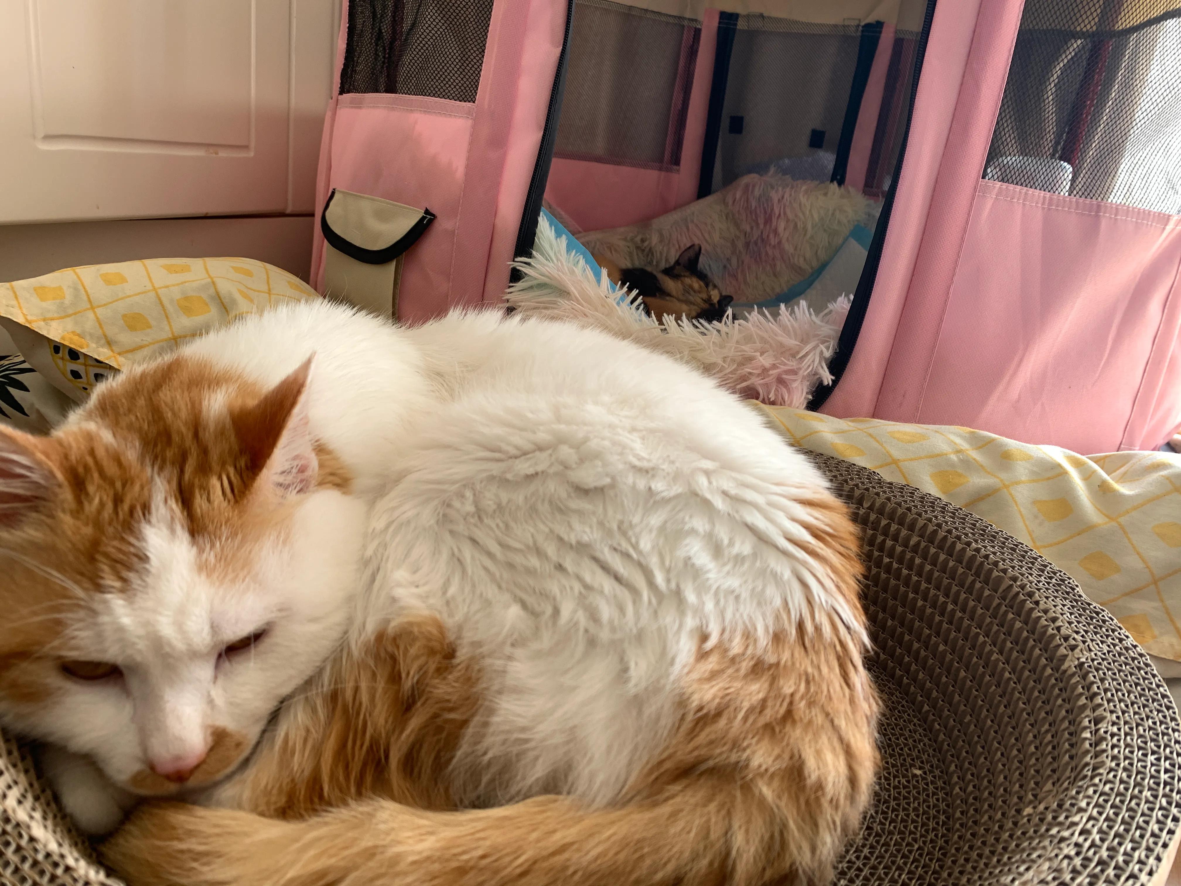 小猫多久可以领养,如何领养一只小猫咪