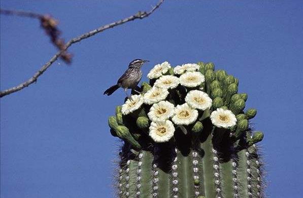 地球最奇特的沙漠,地球上最优越的气候是什么气候