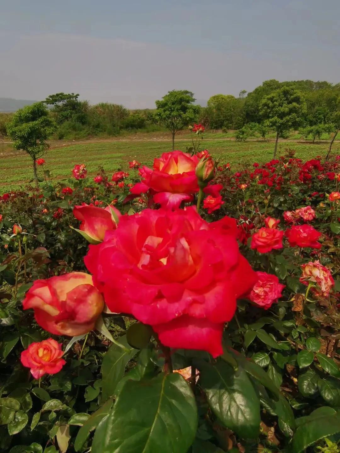 舟山桃花岛最佳旅游时间,舟山桃花岛游玩攻略