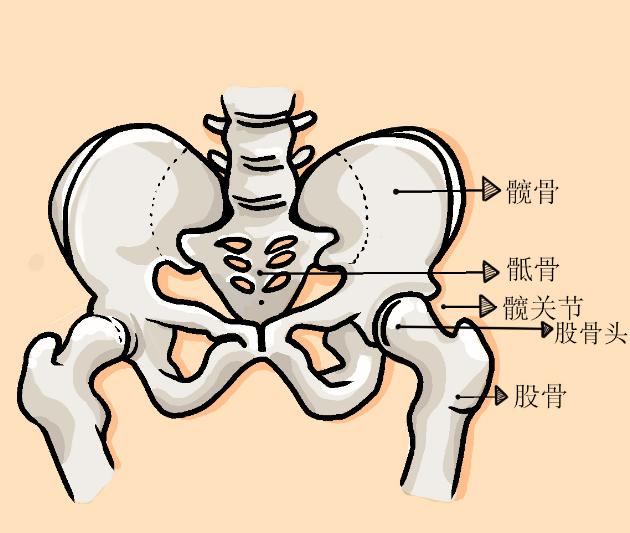 早期股骨头坏死康复锻炼,股骨头坏死康复锻炼