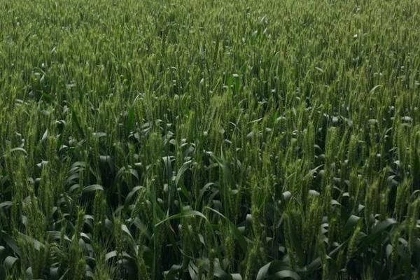 小麦常用的骠马除草剂作用及简介，禁忌使用到大麦、高粱、玉米上