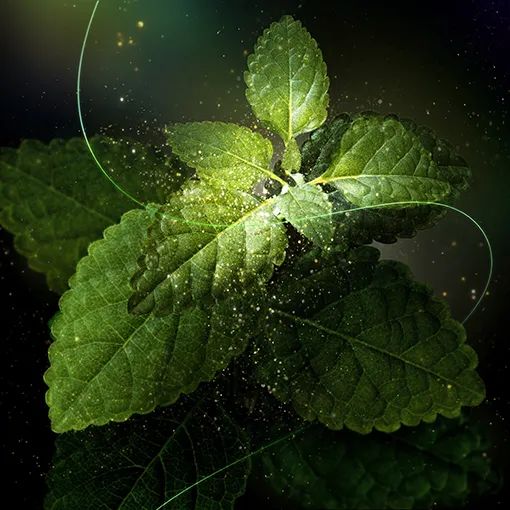 资生堂贵妇系列面霜,资生堂五合一面霜哪个系列最好用