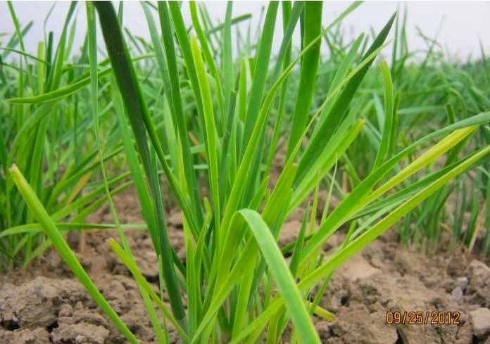 夏季韭菜干尖的原因及解决方案,天气高温韭菜黄叶怎么办