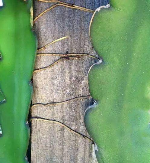 一棵仙人掌上长着三棵花,一棵多种开花仙人掌