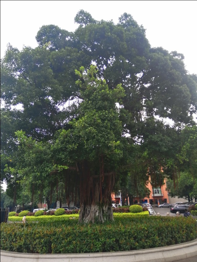 东莞旗峰公园掠影,东莞旗峰公园大体俯视图片