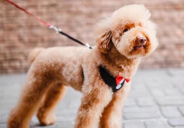 泰迪犬吃什么毛发多又亮,泰迪毛发不好吃什么狗粮好