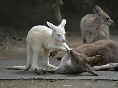 大袋鼠抱小袋鼠,大袋鼠奔跑时把小袋鼠抱出去了