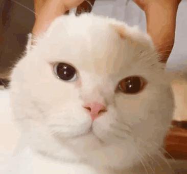 猫放一个屁，全家吃不下饭！真的好臭啊啊啊啊啊