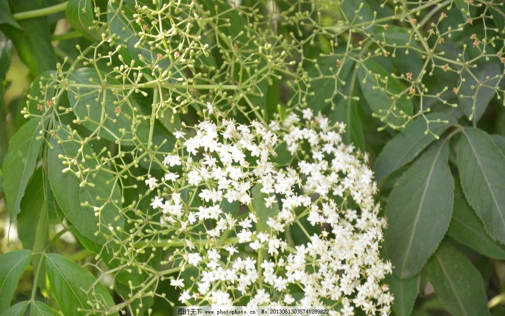 接骨木适合北方生长吗,接骨木习性形态