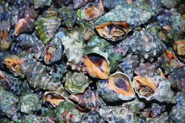 宁波一渔民整理海鲜大全,宁波最全的海鲜