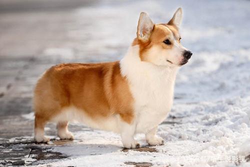 双鱼座狗狗性格特点,狗狗性格特点分析