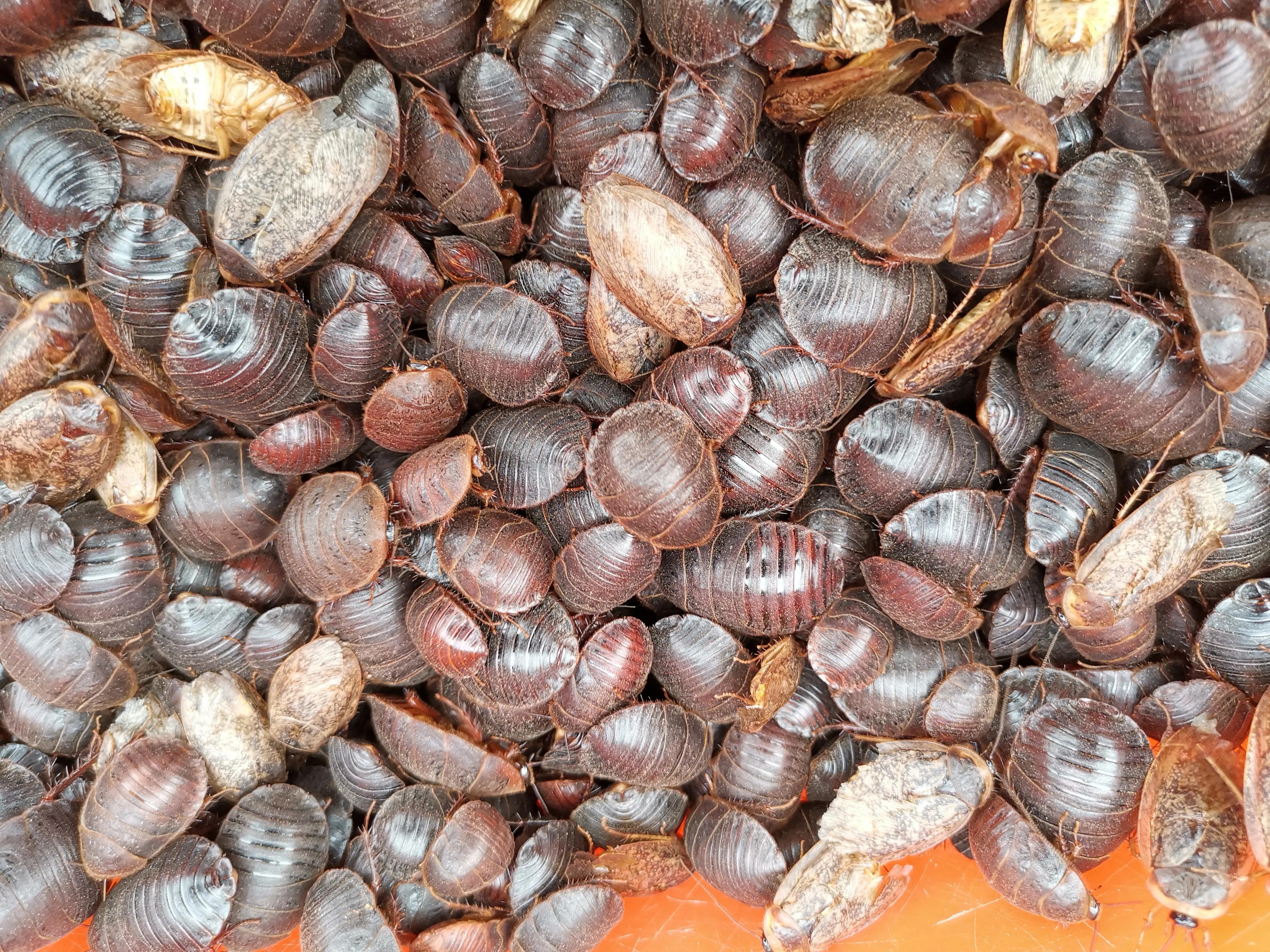 地鳖虫养殖技术教程,地鳖虫养殖前景