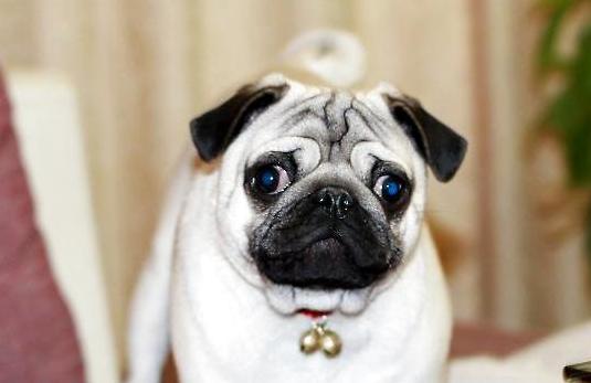 养巴哥注意事项和安全,养巴哥犬有什么要注意的事项