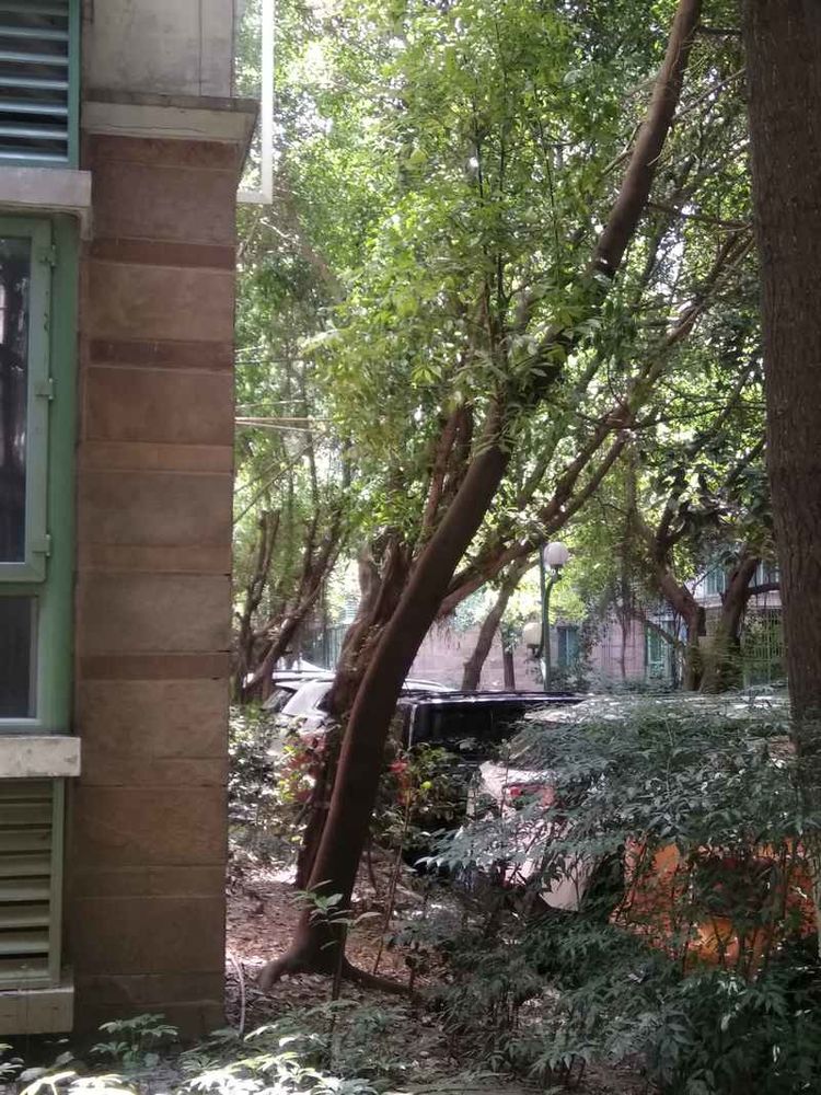 成都网友投诉怡丰新城小区榕树成灾危及行人，高新管委会回应