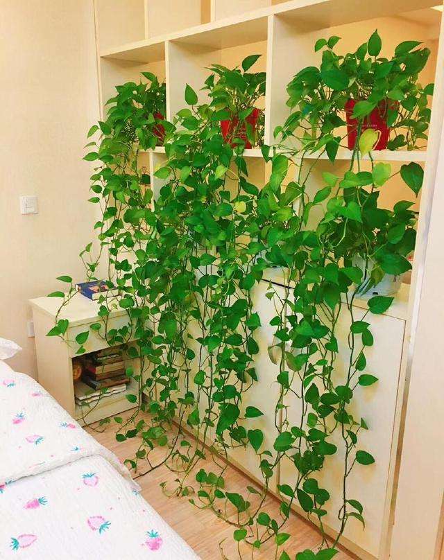 推荐又吸甲醛又好养的植物,哪些植物对猫咪无毒又能吸附甲醛