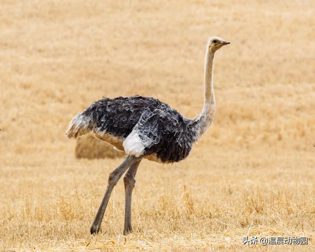 鸵鸟遇到危险把头埋进沙子图片,鸵鸟遇到危险时会把头埋在沙里吗