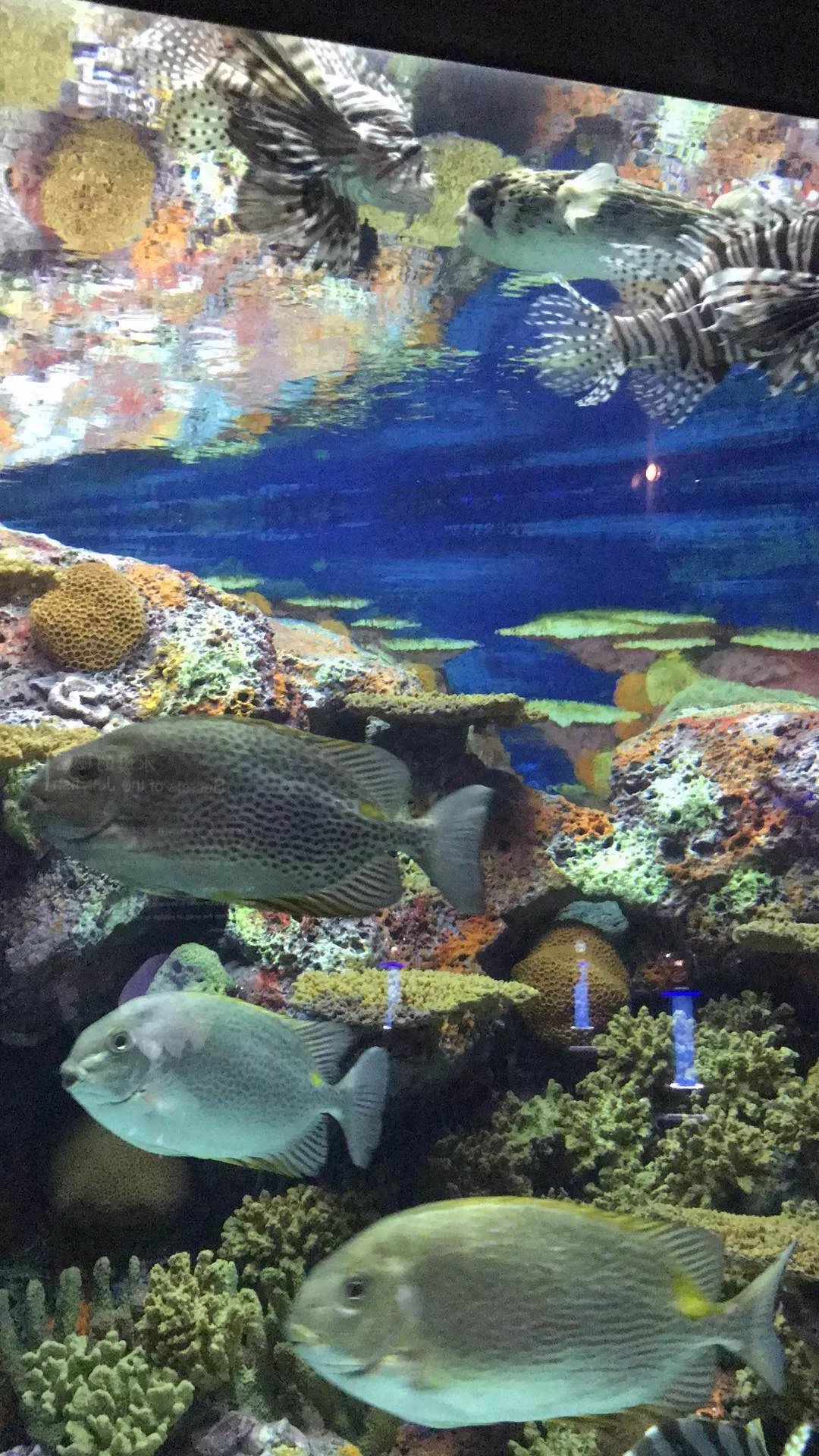 沛纳海潜水表哪个系列好,沛纳海潜水表评价