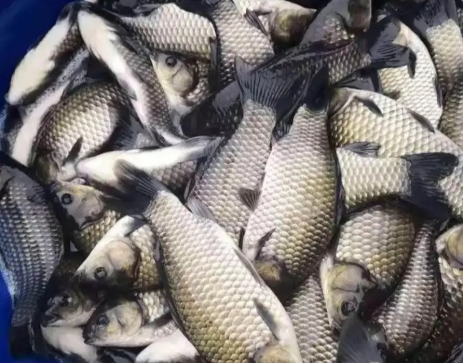 槽头肉和鲫壳肉区别,槽头肉和鲫壳肉有什么不同